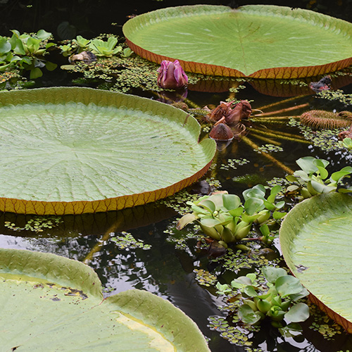 planterne ved amerika