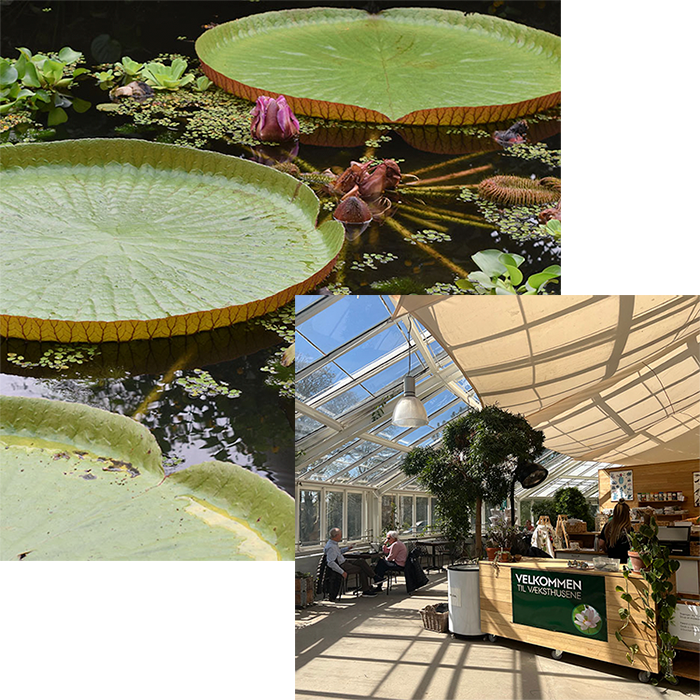 åkanderne i tropehuset og caféen i væksthusene