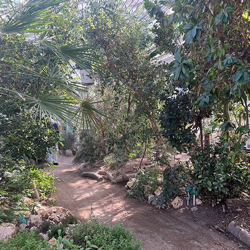 planterne ved afrika