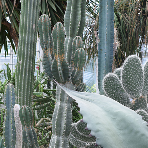planterne ved mellemøsten
