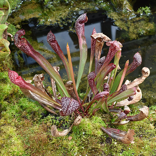 planterne ved middelhavet